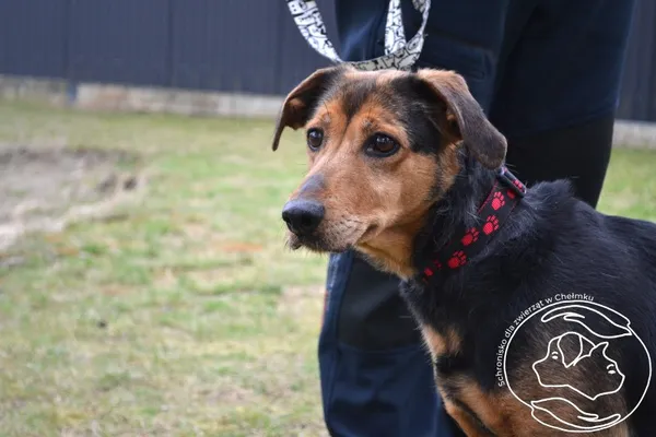 Pies do adopcji, Chełmek, 10 marca 2026