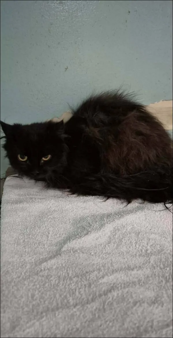 Znaleziono kota, Grudziądz, 1 kwietnia 2026