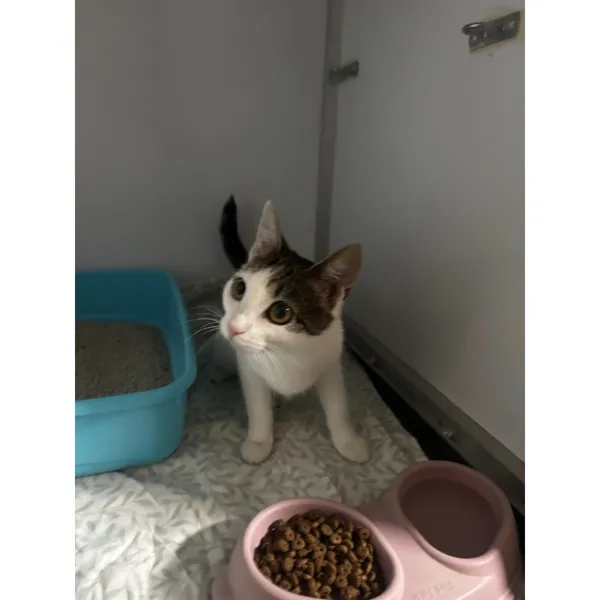 Znaleziono kota, Białystok, 31 marca 2026