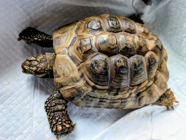 Znaleziono zwierzę, Lublin, 1 kwietnia 2026