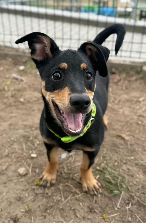 Pies do adopcji, Bydgoszcz, 1 kwietnia 2026 (2/5)