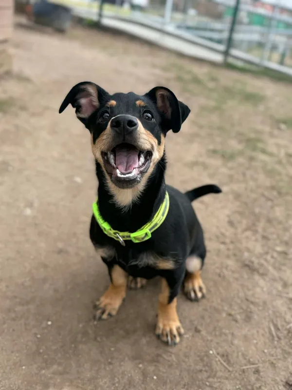 Pies do adopcji, Bydgoszcz, 1 kwietnia 2026 (5/5)