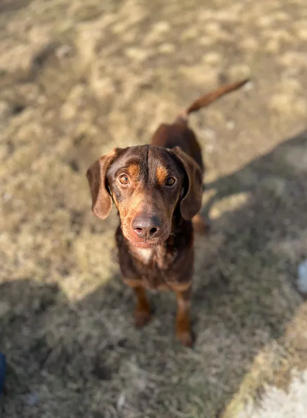 Pies do adopcji, Bydgoszcz, 1 kwietnia 2026 (3/5)