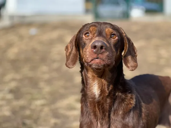 Pies do adopcji, Bydgoszcz, 1 kwietnia 2026 (4/5)