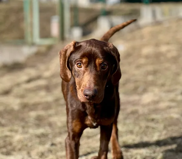 Pies do adopcji, Bydgoszcz, 1 kwietnia 2026 (5/5)