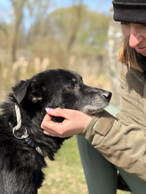 Pies do adopcji, Bełchatów, 27 lutego 2026 (1/5)