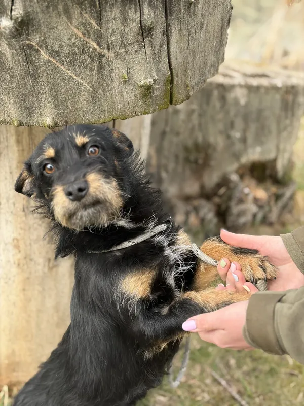 Pies do adopcji, Bełchatów, 2 marca 2026 (2/5)