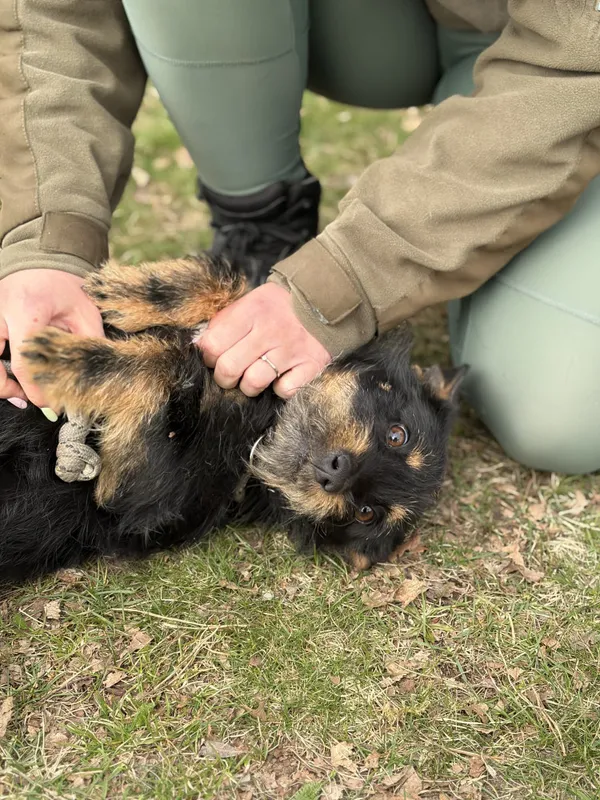 Pies do adopcji, Bełchatów, 2 marca 2026 (4/5)