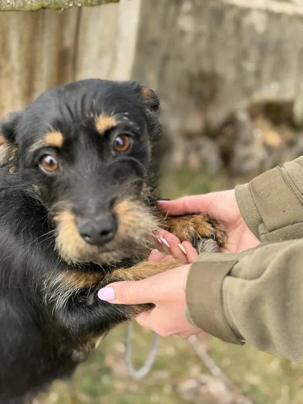 Pies do adopcji, Bełchatów, 2 marca 2026 (5/5)