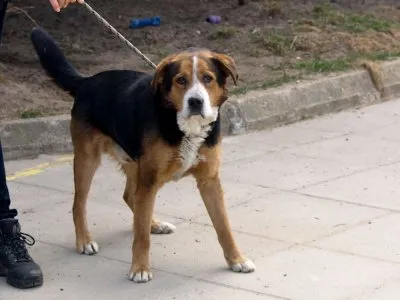 Pies do adopcji, Pabianice, 28 marca 2026