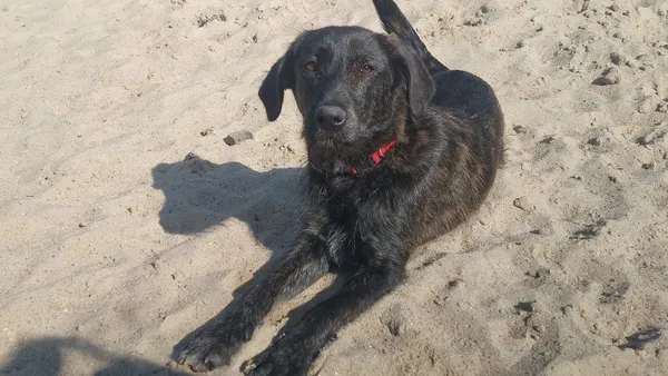 Oddam psa, Wrocław, Przedmieście Świdnickie, 2 kwietnia 2026 (1/6)