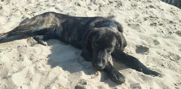 Oddam psa, Wrocław, Przedmieście Świdnickie, 2 kwietnia 2026 (2/6)