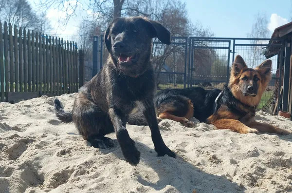 Oddam psa, Wrocław, Przedmieście Świdnickie, 2 kwietnia 2026 (3/6)