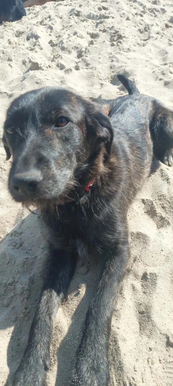 Oddam psa, Wrocław, Przedmieście Świdnickie, 2 kwietnia 2026 (4/6)