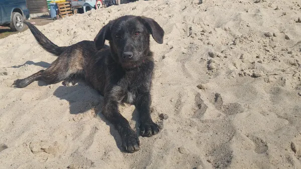 Oddam psa, Wrocław, Przedmieście Świdnickie, 2 kwietnia 2026 (5/6)