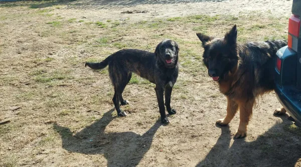 Oddam psa, Wrocław, Przedmieście Świdnickie, 2 kwietnia 2026 (6/6)