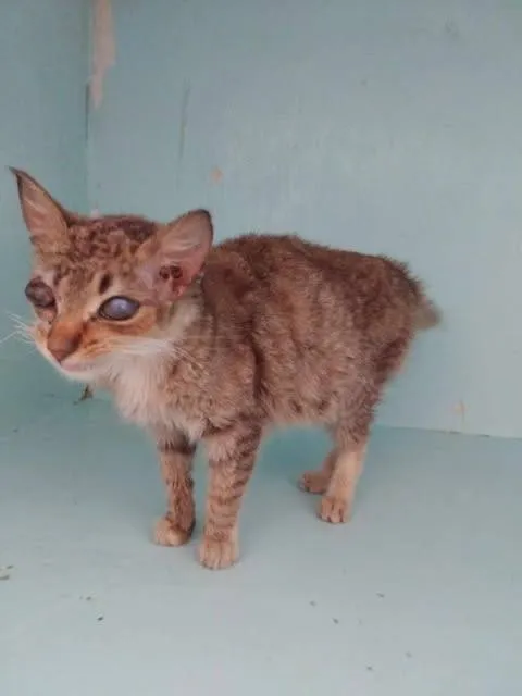 Znaleziono kota, Grudziądz, 23 marca 2026