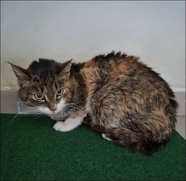 Znaleziono kota, Grudziądz, 2 kwietnia 2026