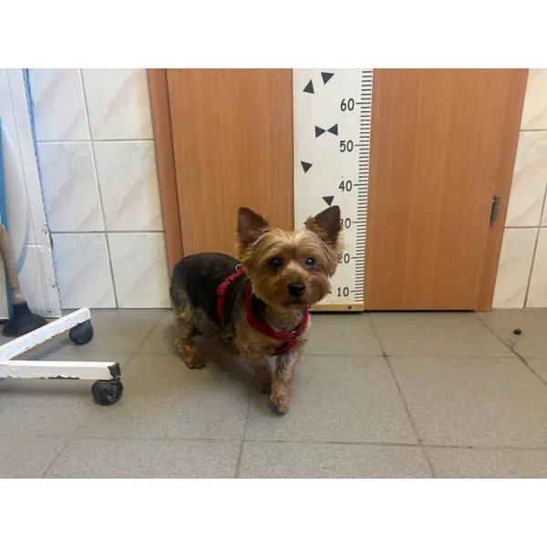 Znaleziono psa, Białystok, 6 marca 2026 (5/5)