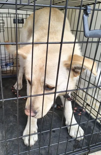 Znaleziono psa, Radom, 1 kwietnia 2026