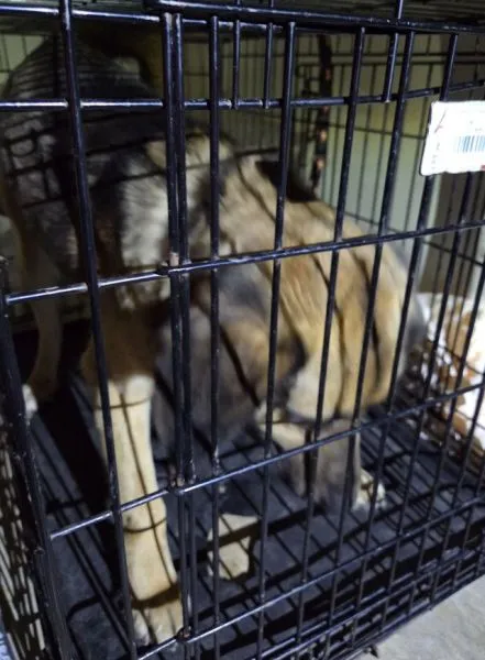 Znaleziono psa, Radom, 1 kwietnia 2026