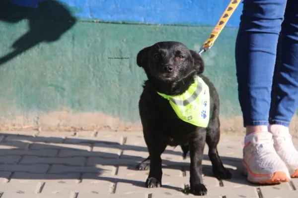 Pies do adopcji, Nowy Dwór Mazowiecki, 2 kwietnia 2026 (1/4)