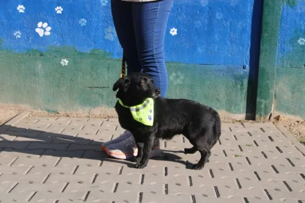 Pies do adopcji, Nowy Dwór Mazowiecki, 2 kwietnia 2026 (2/4)