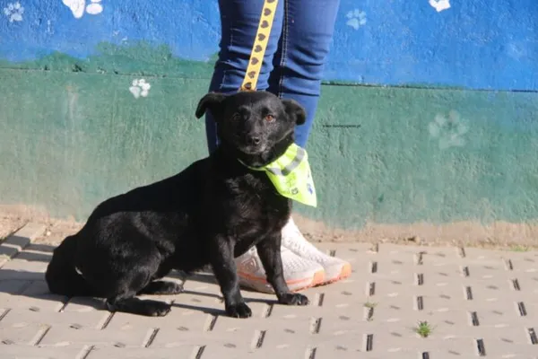 Pies do adopcji, Nowy Dwór Mazowiecki, 2 kwietnia 2026 (3/4)