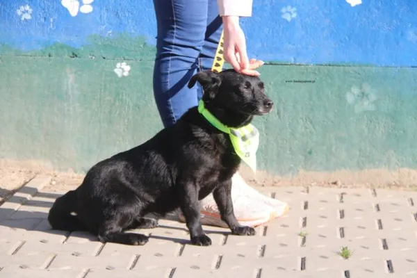 Pies do adopcji, Nowy Dwór Mazowiecki, 2 kwietnia 2026 (4/4)