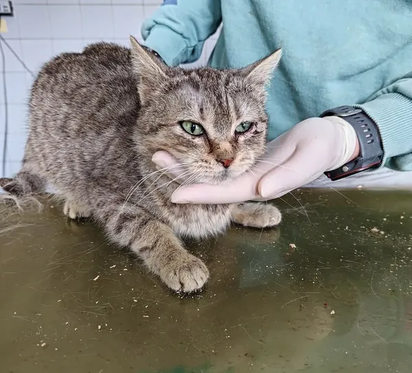 Znaleziono kota, Lublin, 29 marca 2026