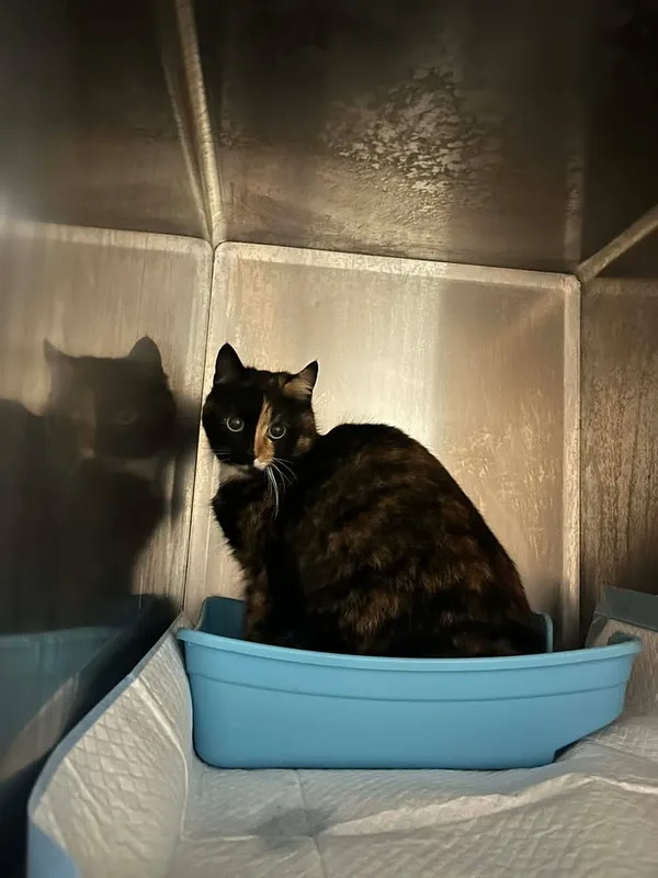 Znaleziono kota, Lublin, 30 marca 2026