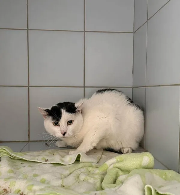 Znaleziono kota, Lublin, 31 marca 2026