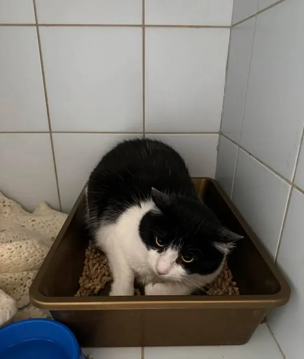 Znaleziono kota, Lublin, 31 marca 2026