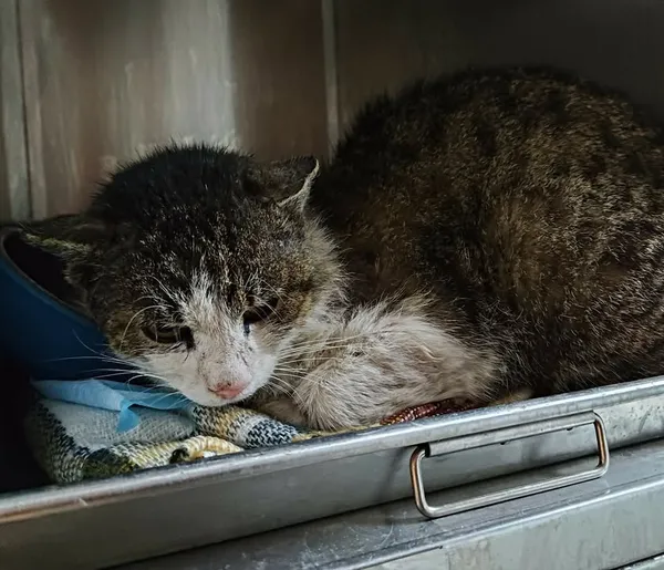 Znaleziono kota, Lublin, 1 kwietnia 2026