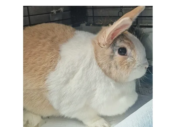 Oddam zwierzę, Wrocław, 8 lutego 2026