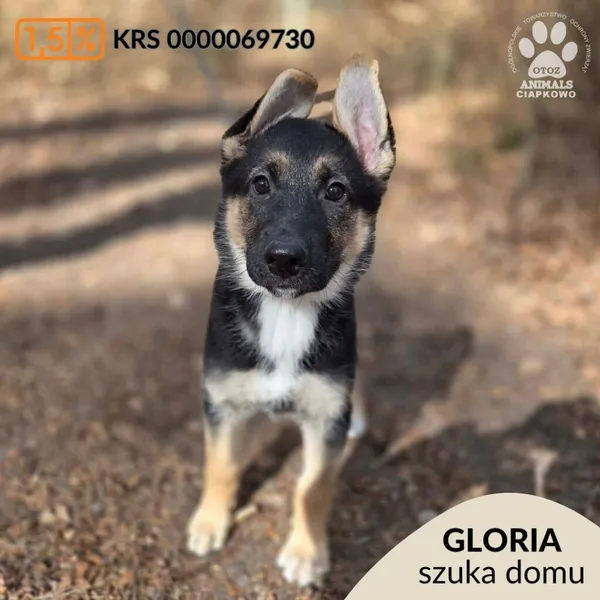 Pies do adopcji, Gdynia, 2 kwietnia 2026 (1/5)