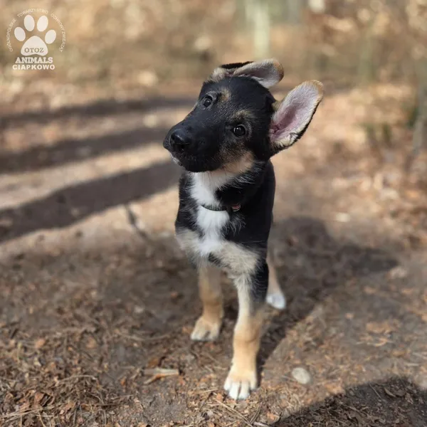 Pies do adopcji, Gdynia, 2 kwietnia 2026 (2/5)