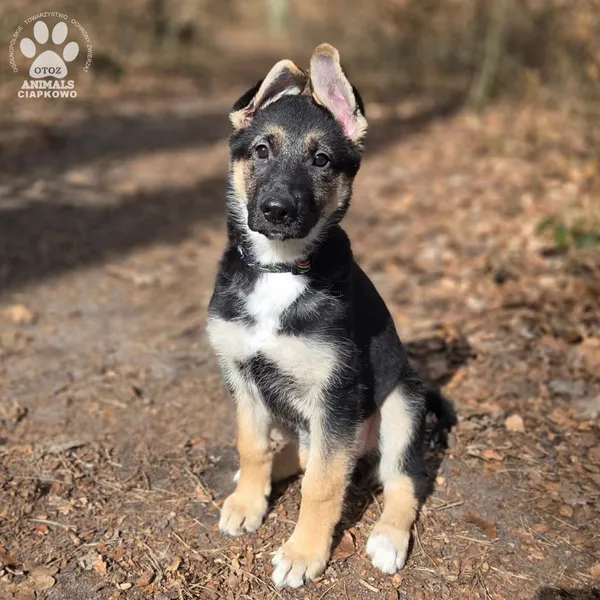 Pies do adopcji, Gdynia, 2 kwietnia 2026 (3/5)