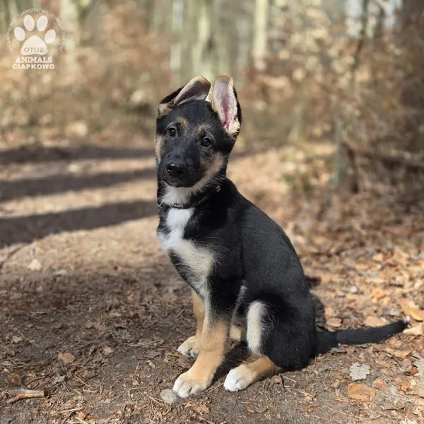 Pies do adopcji, Gdynia, 2 kwietnia 2026 (4/5)