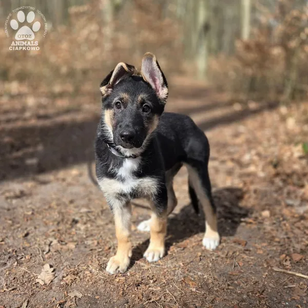 Pies do adopcji, Gdynia, 2 kwietnia 2026 (5/5)