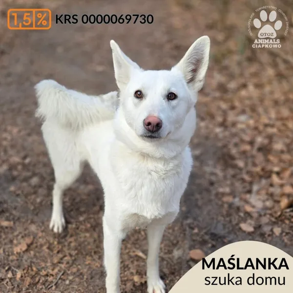 Pies do adopcji, Gdynia, 2 kwietnia 2026 (1/5)