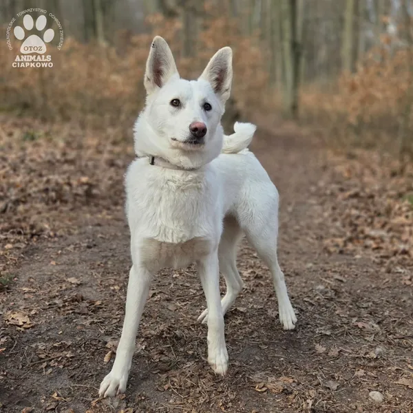 Pies do adopcji, Gdynia, 2 kwietnia 2026 (2/5)