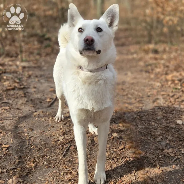 Pies do adopcji, Gdynia, 2 kwietnia 2026 (3/5)