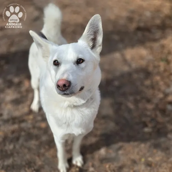 Pies do adopcji, Gdynia, 2 kwietnia 2026 (4/5)