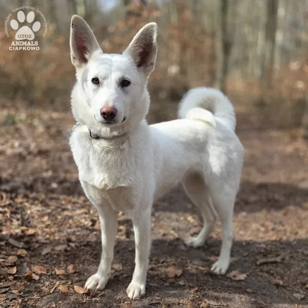 Pies do adopcji, Gdynia, 2 kwietnia 2026 (5/5)