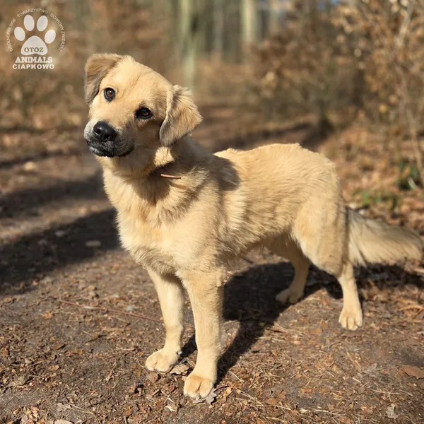 Pies do adopcji, Gdynia, 2 kwietnia 2026 (2/5)