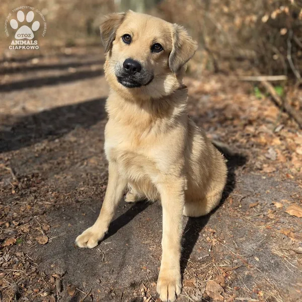 Pies do adopcji, Gdynia, 2 kwietnia 2026 (3/5)