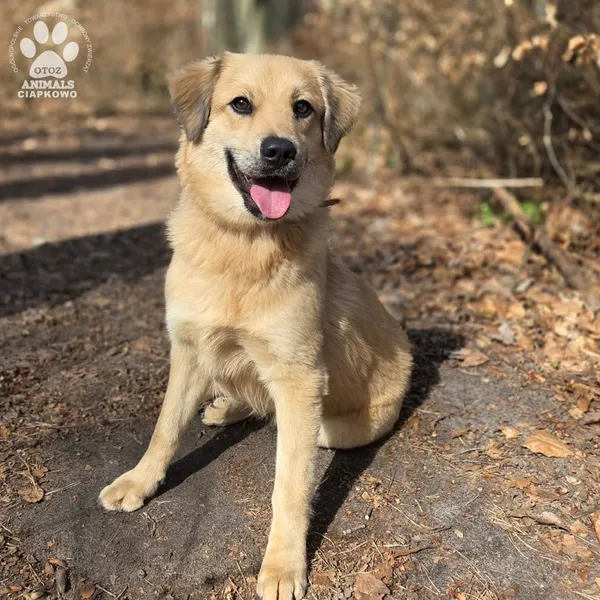 Pies do adopcji, Gdynia, 2 kwietnia 2026 (4/5)