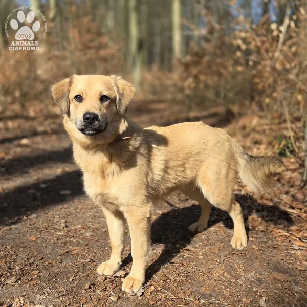 Pies do adopcji, Gdynia, 2 kwietnia 2026 (5/5)