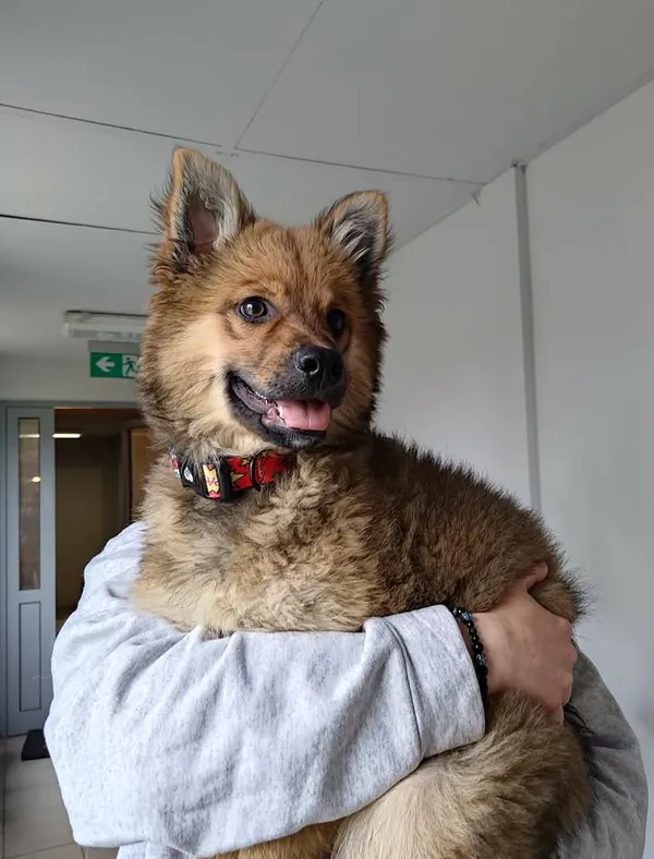 Znaleziono psa, Lublin, 30 marca 2026